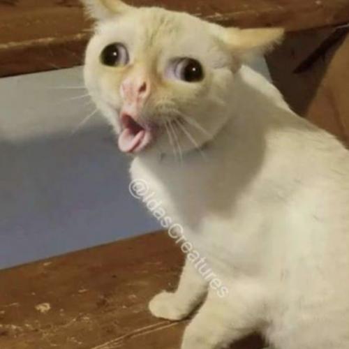 สมาชิกหมายเลข 7298955