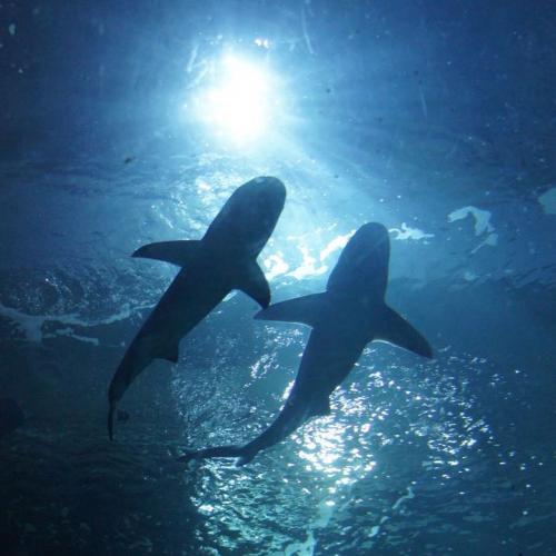 สมาชิกหมายเลข 8072743