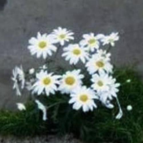 สมาชิกหมายเลข 8129765