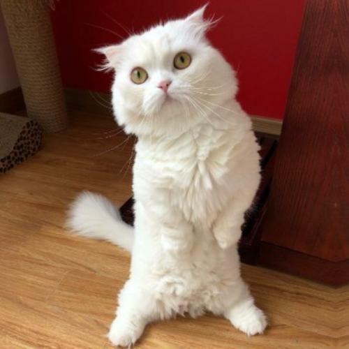 พระจันทร์ฤดูหนาว