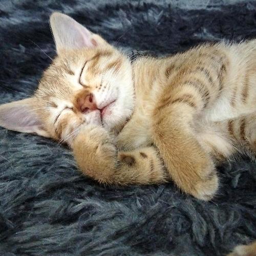 สมาชิกหมายเลข 8130250