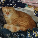 สมาชิกหมายเลข 1455640