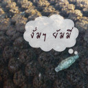 ปุ๊งปิ๋ง