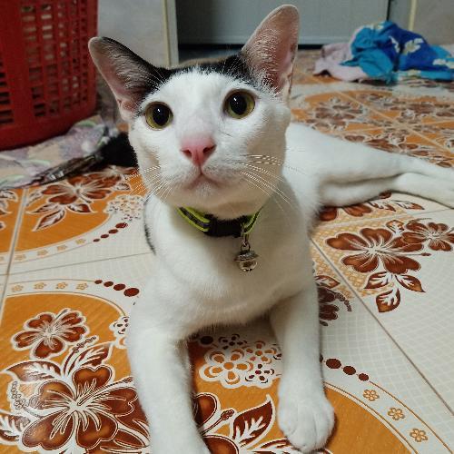 สมาชิกหมายเลข 3360935