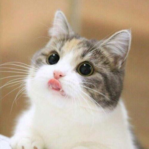 สมาชิกหมายเลข 5553420