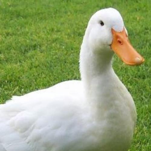 สมาชิกหมายเลข 5964915