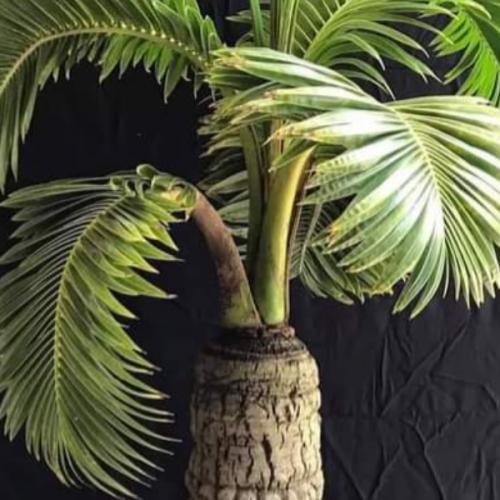 สมาชิกหมายเลข 5633083