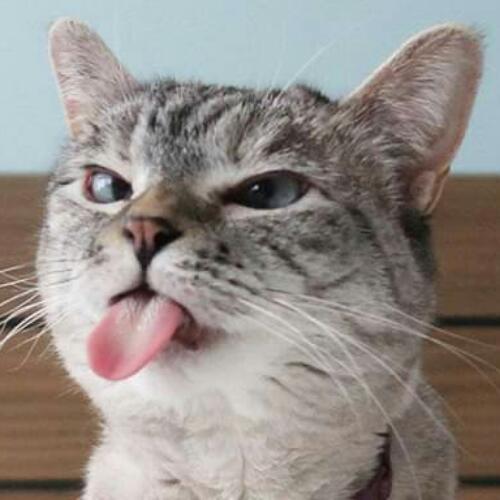 สมาชิกหมายเลข 4263839