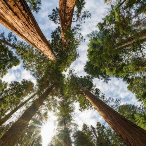 สมาชิกหมายเลข 8132499