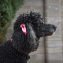 ผู้รอดชีวิตจากทะเลทราย Sonoran