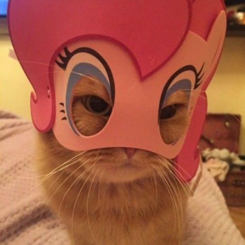 สมาชิกหมายเลข 6824885