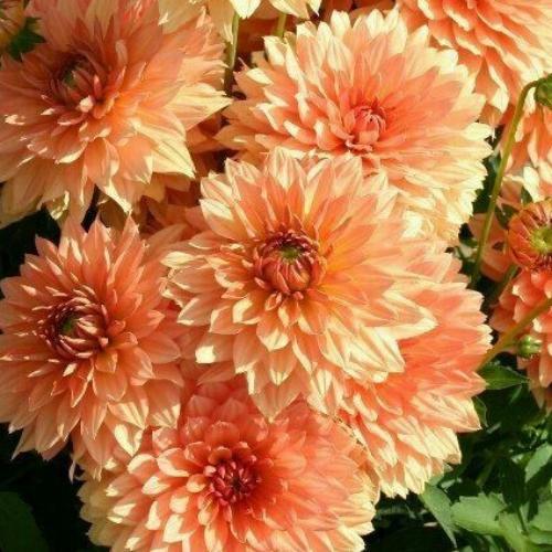 สมาชิกหมายเลข 7303793