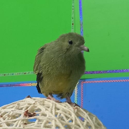 สมาชิกหมายเลข 4301158