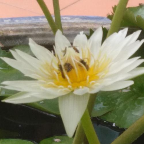 สมาชิกหมายเลข 4434852