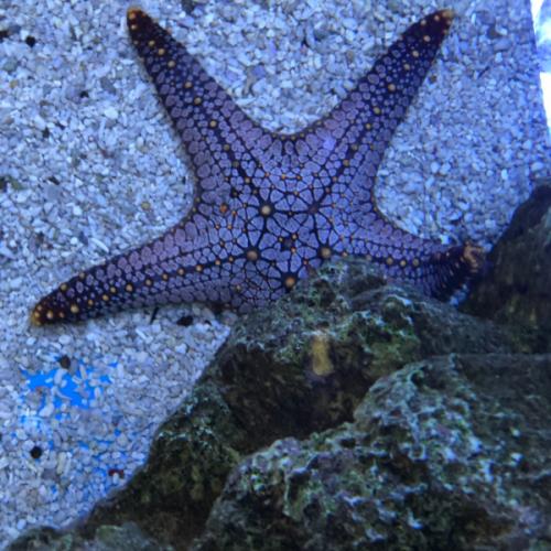 สมาชิกหมายเลข 2416620