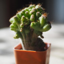 สมาชิกหมายเลข 5446357