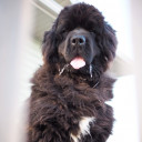 ซินเดอเรลล่าในทุ่งหญ้าสาลี