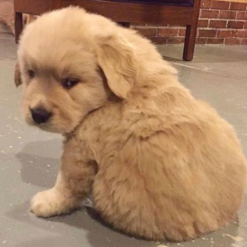 สมาชิกหมายเลข 6051212