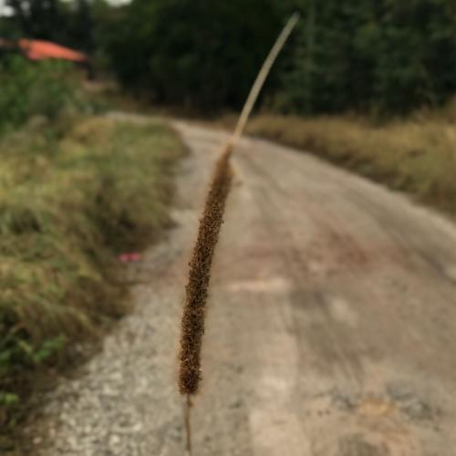 สมาชิกหมายเลข 1787846