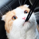 สมาชิกหมายเลข 2250704