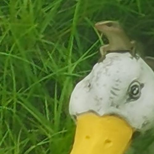 สมาชิกหมายเลข 6573867