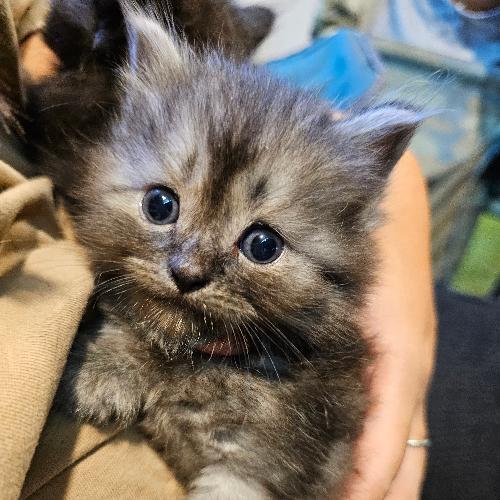 สมาชิกหมายเลข 2037956