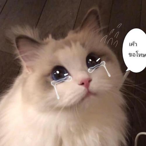 สมาชิกหมายเลข 9175790