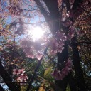 สมาชิกหมายเลข 733153