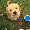 หมาน้อยคอยเจ้านาย