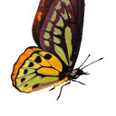 สมาชิกหมายเลข 5415568