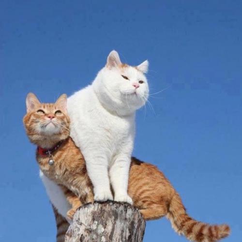 สมาชิกหมายเลข 4174449