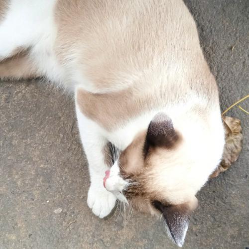 สมาชิกหมายเลข 5091462