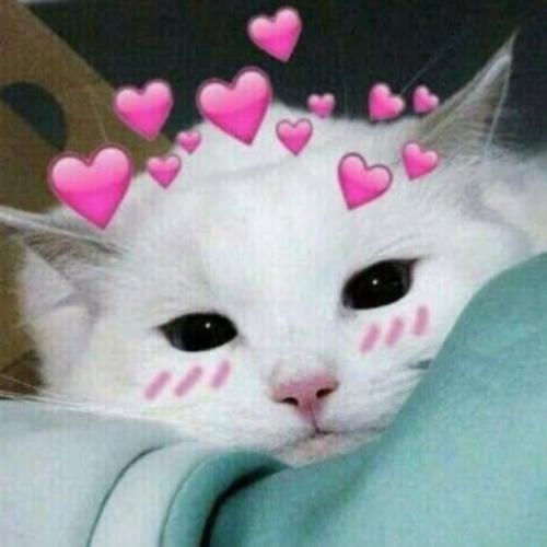 สมาชิกหมายเลข 7306661