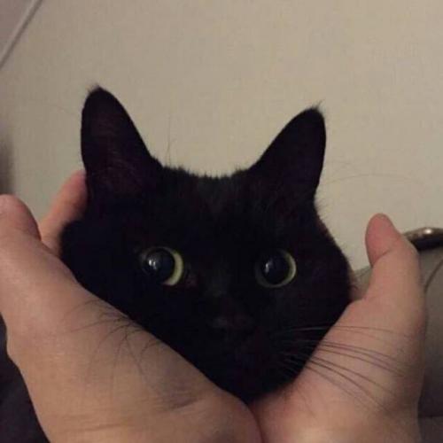 สมาชิกหมายเลข 7287052