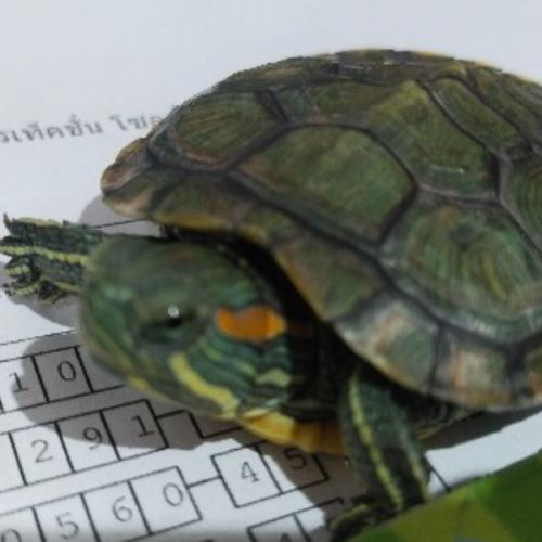 สมาชิกหมายเลข 8137159