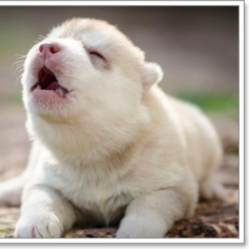 เป็นปลาเค็ม