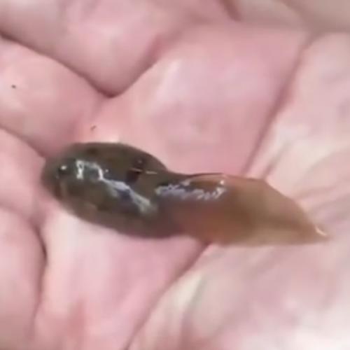 สมาชิกหมายเลข 5050829