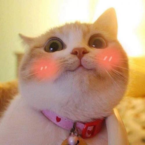 สมาชิกหมายเลข 4708250