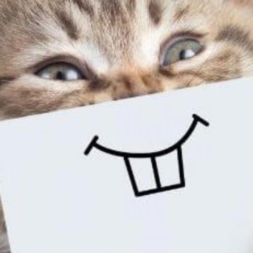 สมาชิกหมายเลข 7306106