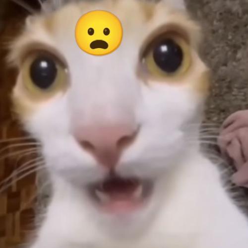 สมาชิกหมายเลข 8140704