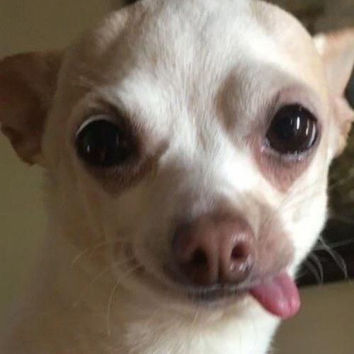 สมาชิกหมายเลข 9181244