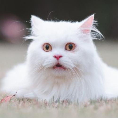 สมาชิกหมายเลข 9181519