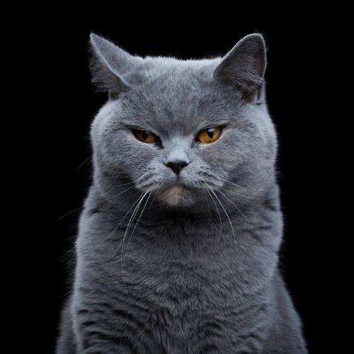 สมาชิกหมายเลข 1851353