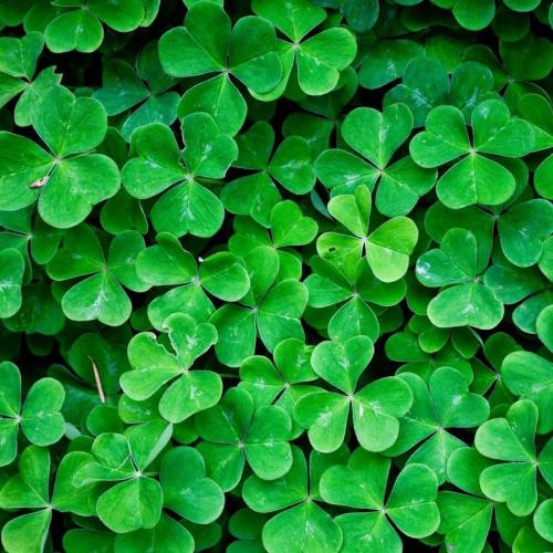 สมาชิกหมายเลข 4305419