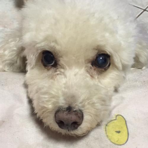 ไขลาน เจ้าชายแห่งวงการเห็บ