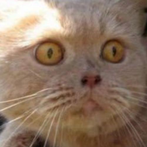 สมาชิกหมายเลข 5866282