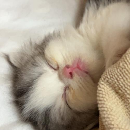 สมาชิกหมายเลข 2676668