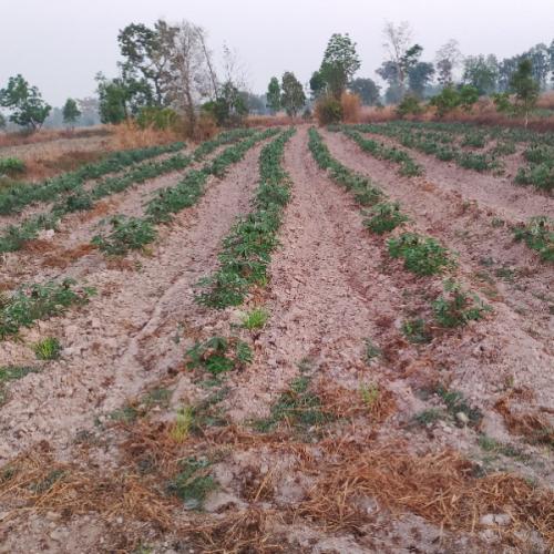 สมาชิกหมายเลข 8141158