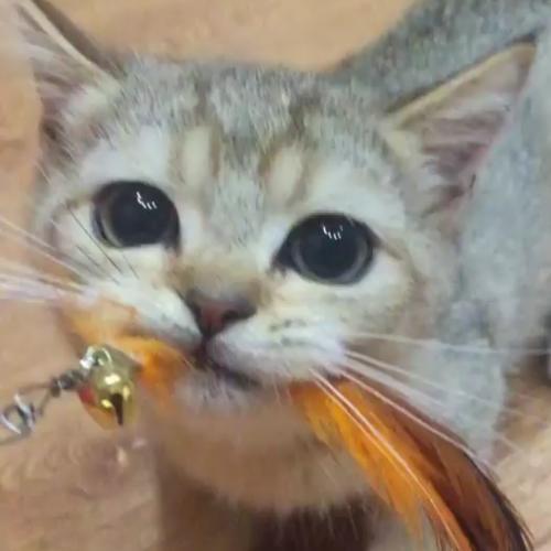 สมาชิกหมายเลข 4678025