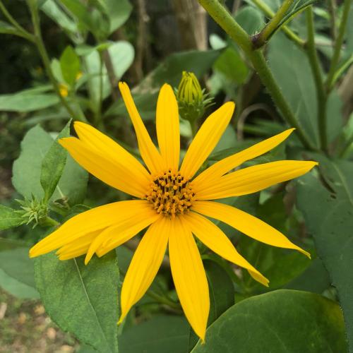 สมาชิกหมายเลข 4679310